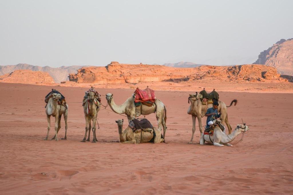 Desert Shine Camp Wadi Rum Exteriör bild